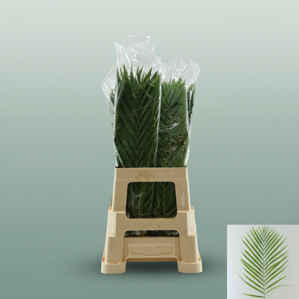 Cane Palm