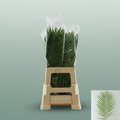 Cane Palm