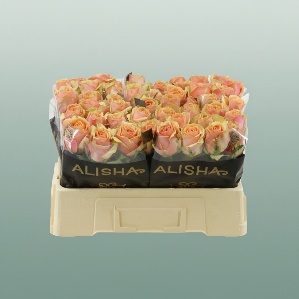 Rose Dividend