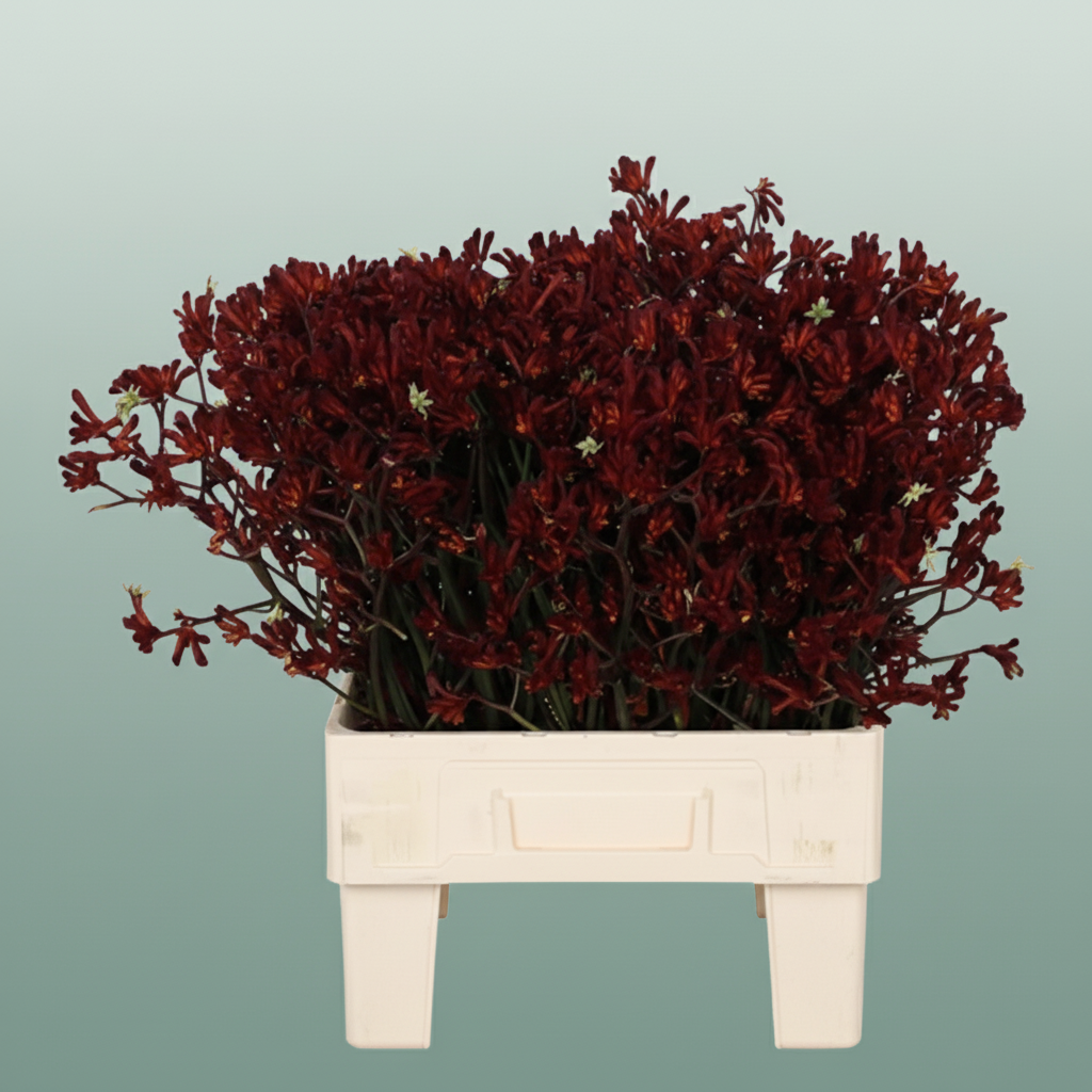 Anigoz Bush Ruby