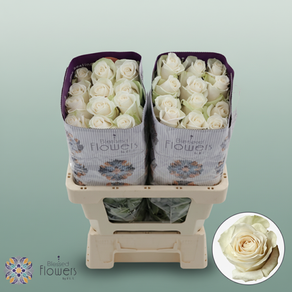 Rose Eq Vendela