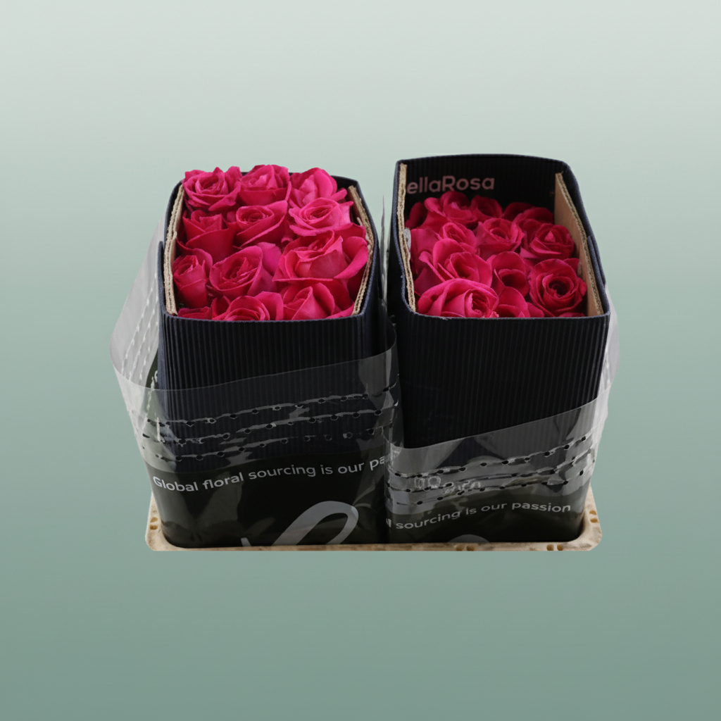 Rose Eq Pink Floyd!