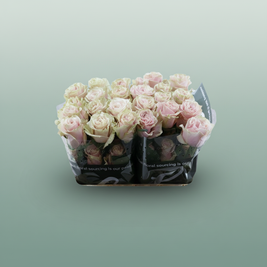 Rose Eq Pink Mondial