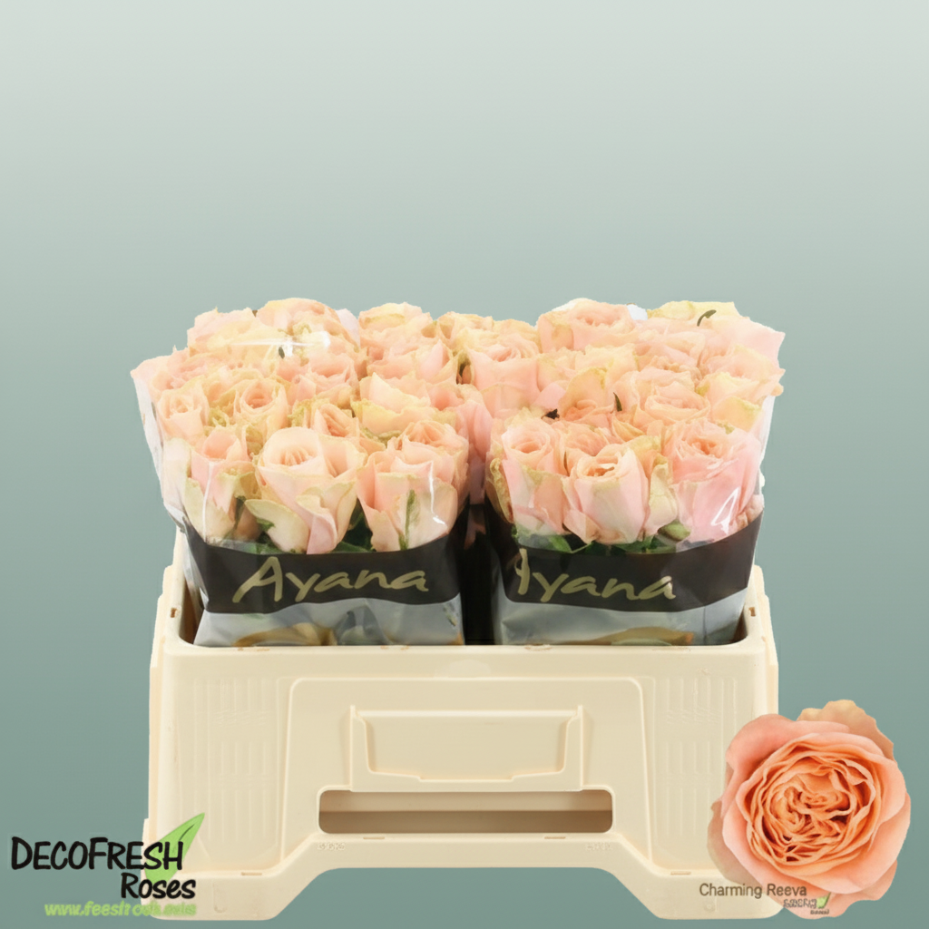 Rose Charming Reeva
