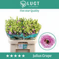 Eustoma Julius Grape