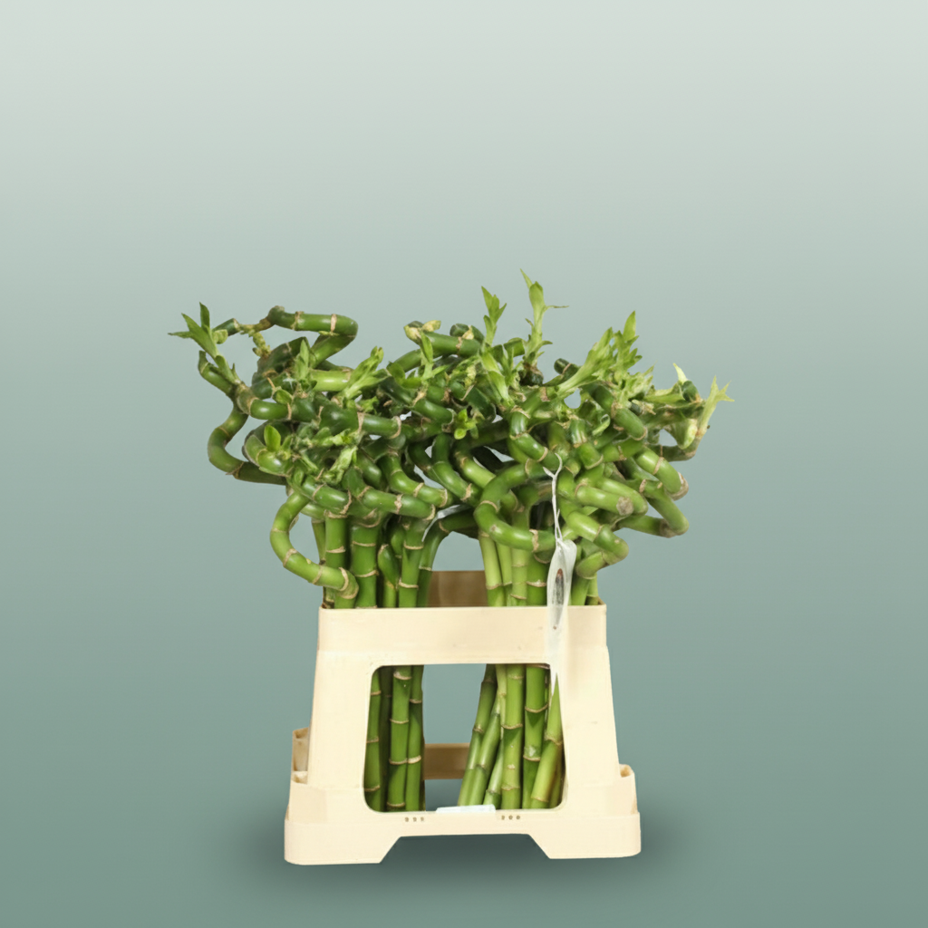 Bamboo
