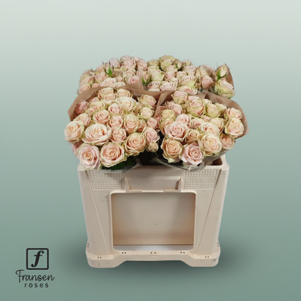 Spray Rose Whitney