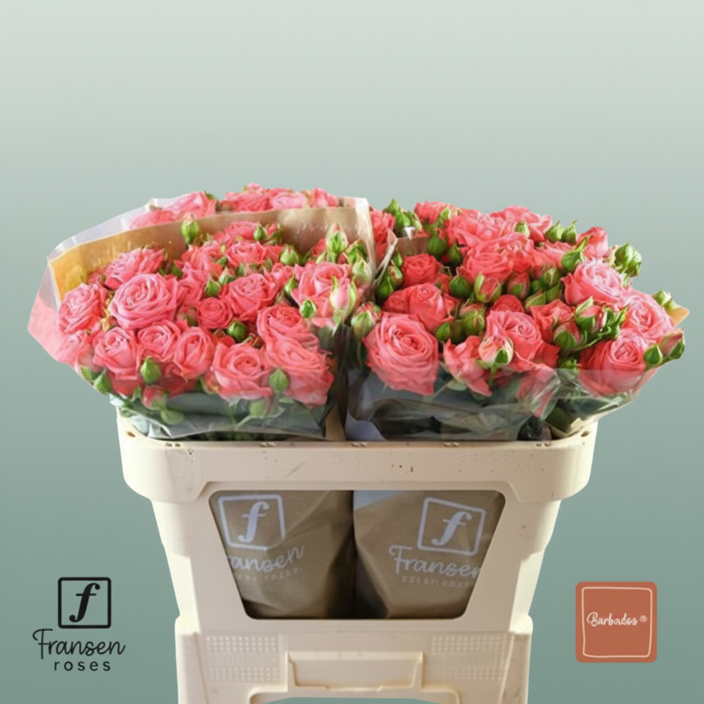 Spray Rose Barbados