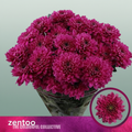 Chrysanthemum Spray Fabienne Purple