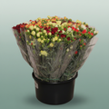 Carnation Mixed