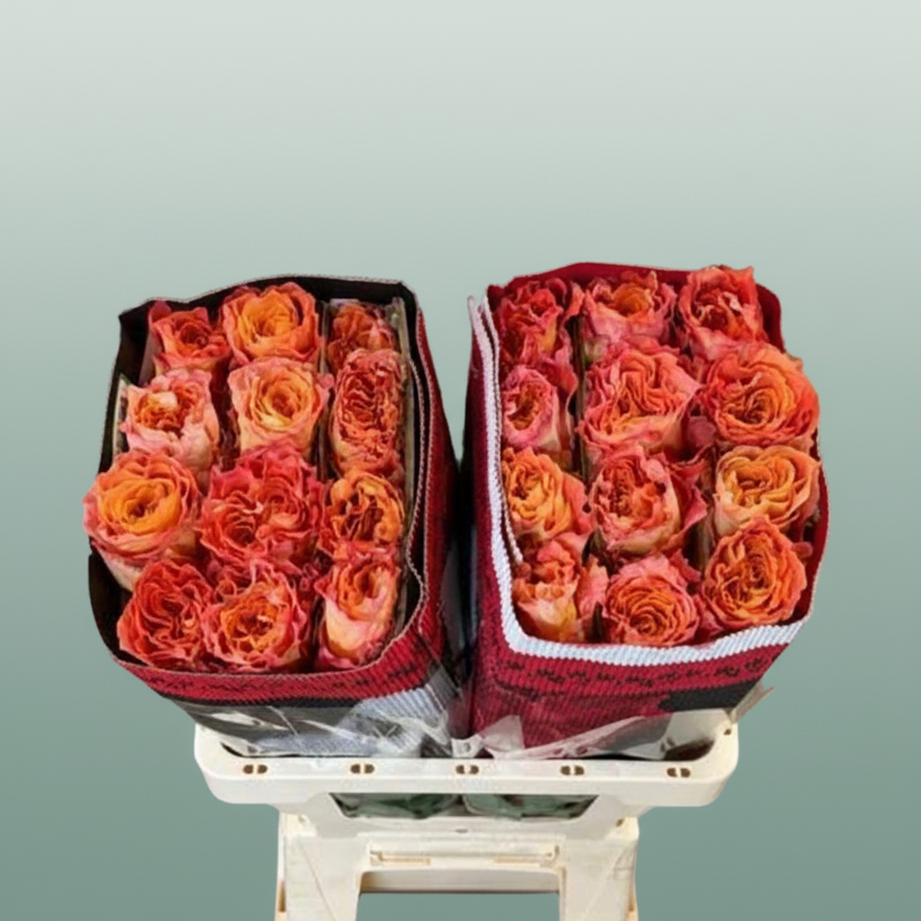 Rose Eq Free Spirit