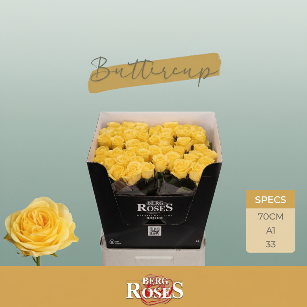 Rose Buttercup