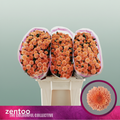 Chrysanthemum Santini Miller Smokey