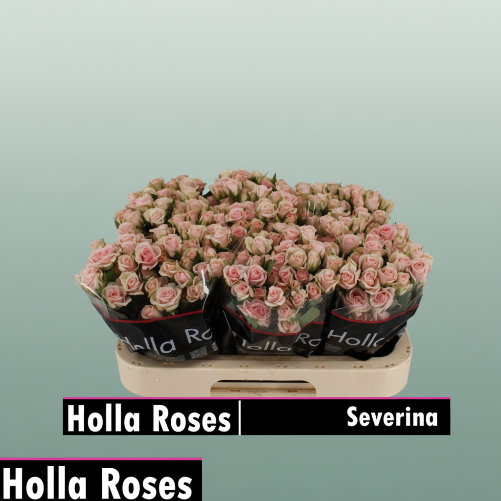 Spray Rose Severina