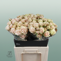 Spray Rose Whitney