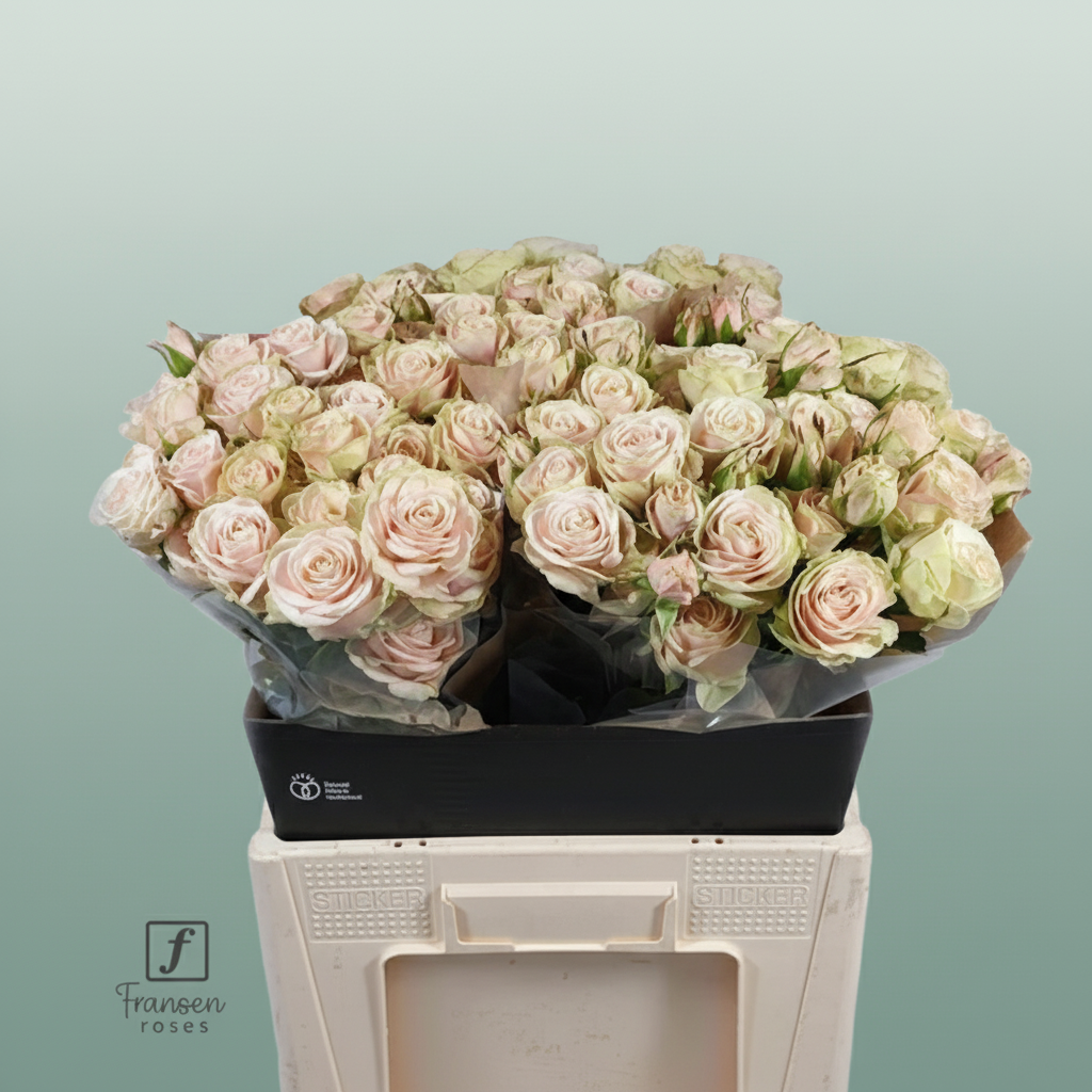 Spray Rose Whitney