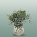 Eucalyptus Nicollii