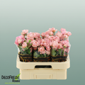 Spray Rose Julietta