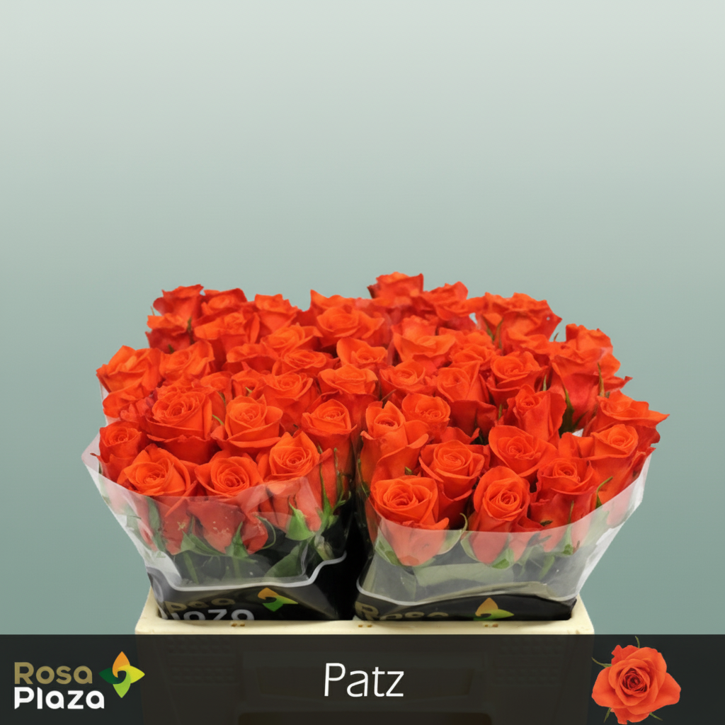 Rose Patz