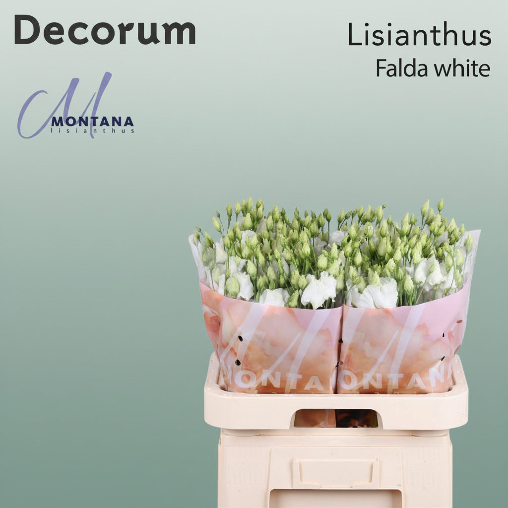 Eustoma Falda White