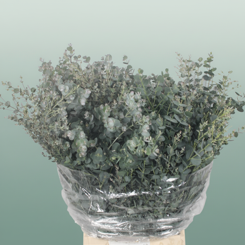 Eucalyptus Gunni