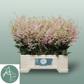 Astilbe Europa