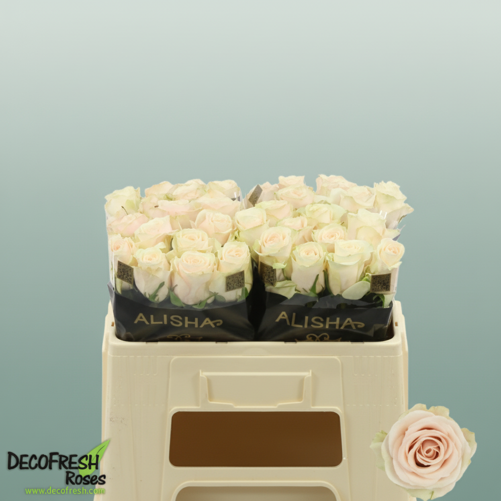 Rose Roxanne+