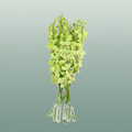 Orchid Dendro Green