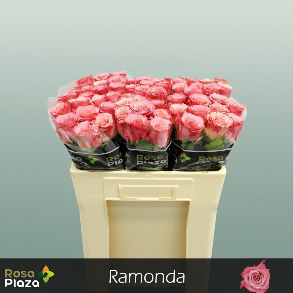 Rose Ramonda