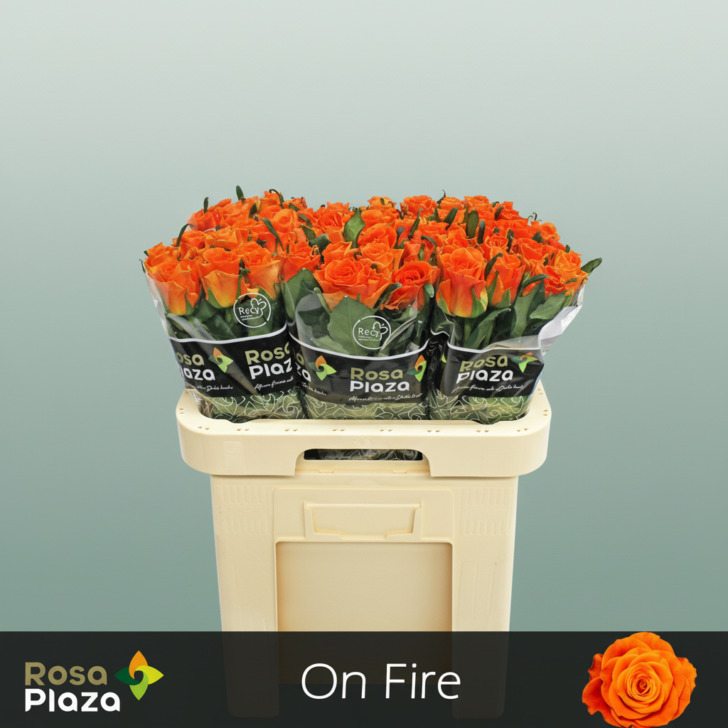 Rose On Fire