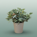 GR Eucalypthus Populus (5 Bunches)