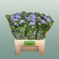 Ageratum Blue Planet