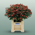 Euphorbia Marielle