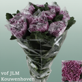 Chrysanthemum G Deko Gilb L Purple