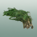 Pinus