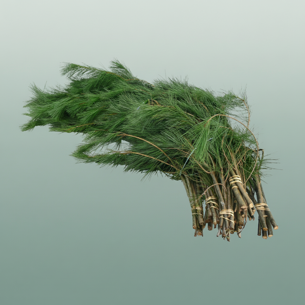 Pinus