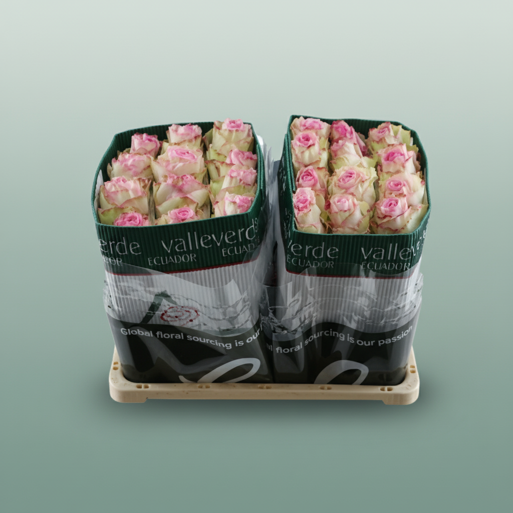 Rose Eq Esperance