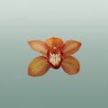 Orchid Cymbidium Oranj Holland