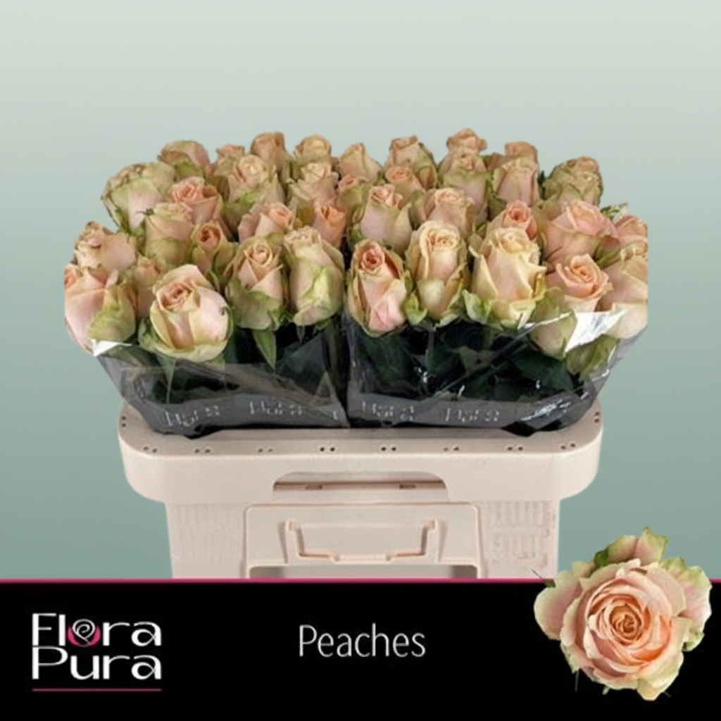 Rose Peaches