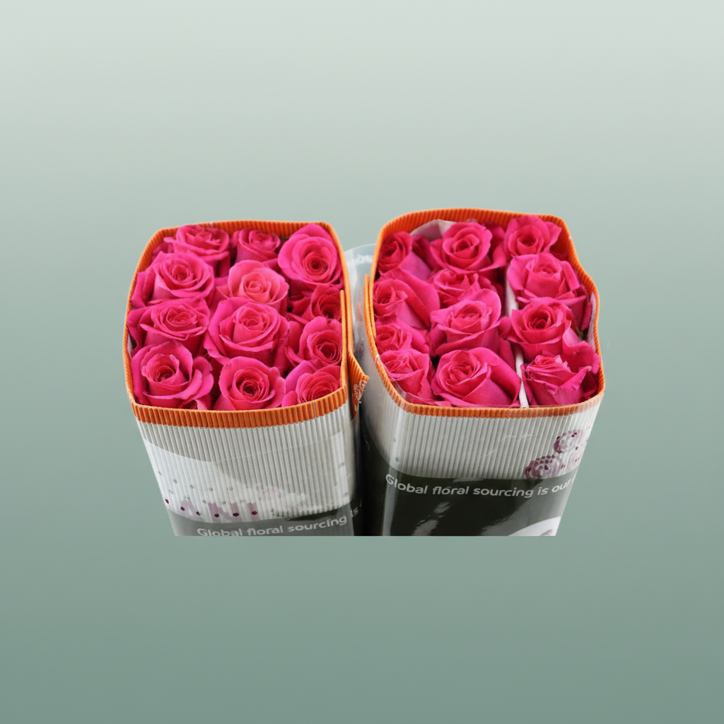 Rose Pink Floyd