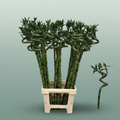 Bamboo