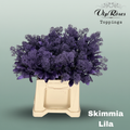 Skimmia Dyed Metallic Lilac