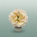 Rose Monet