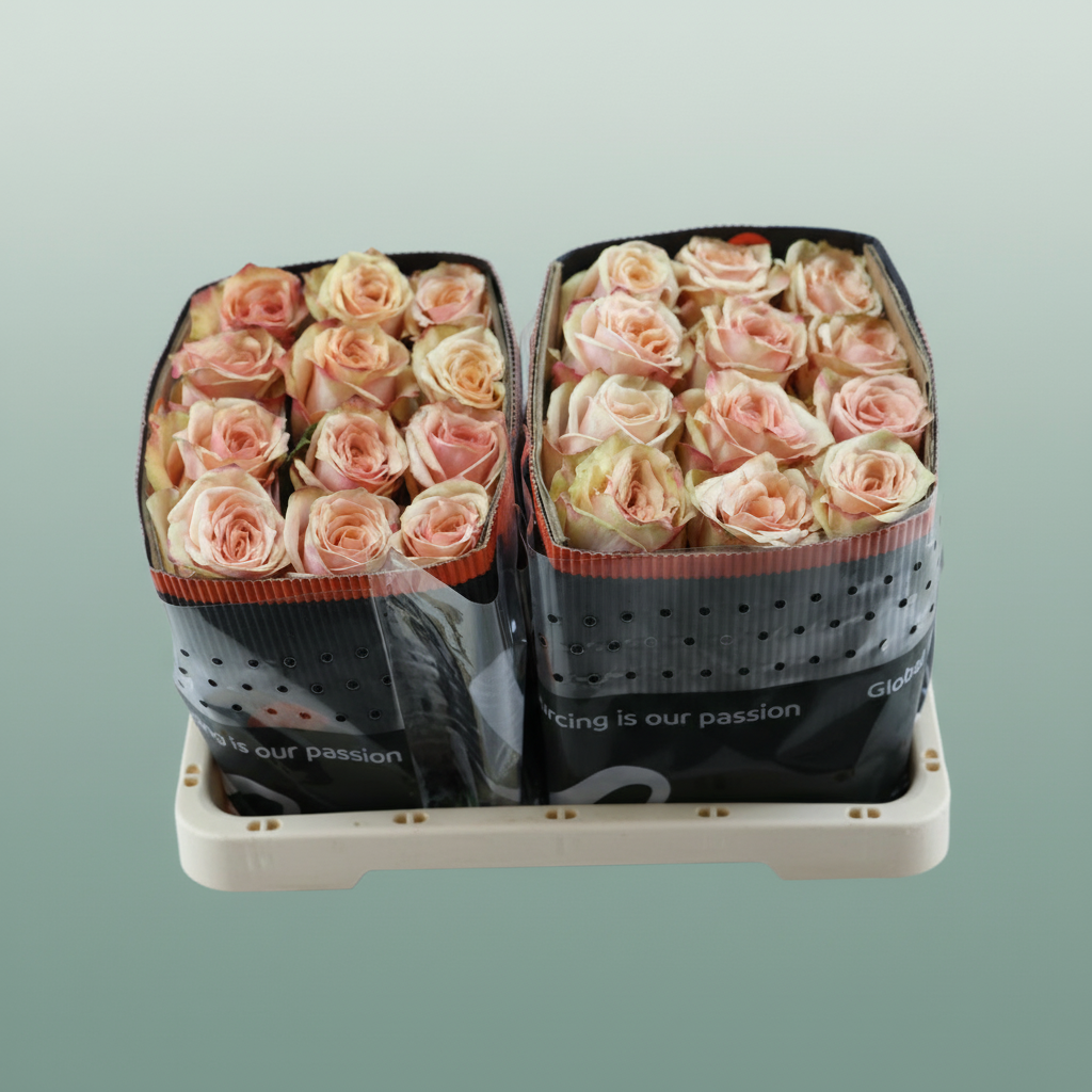 Rose Desert Rose