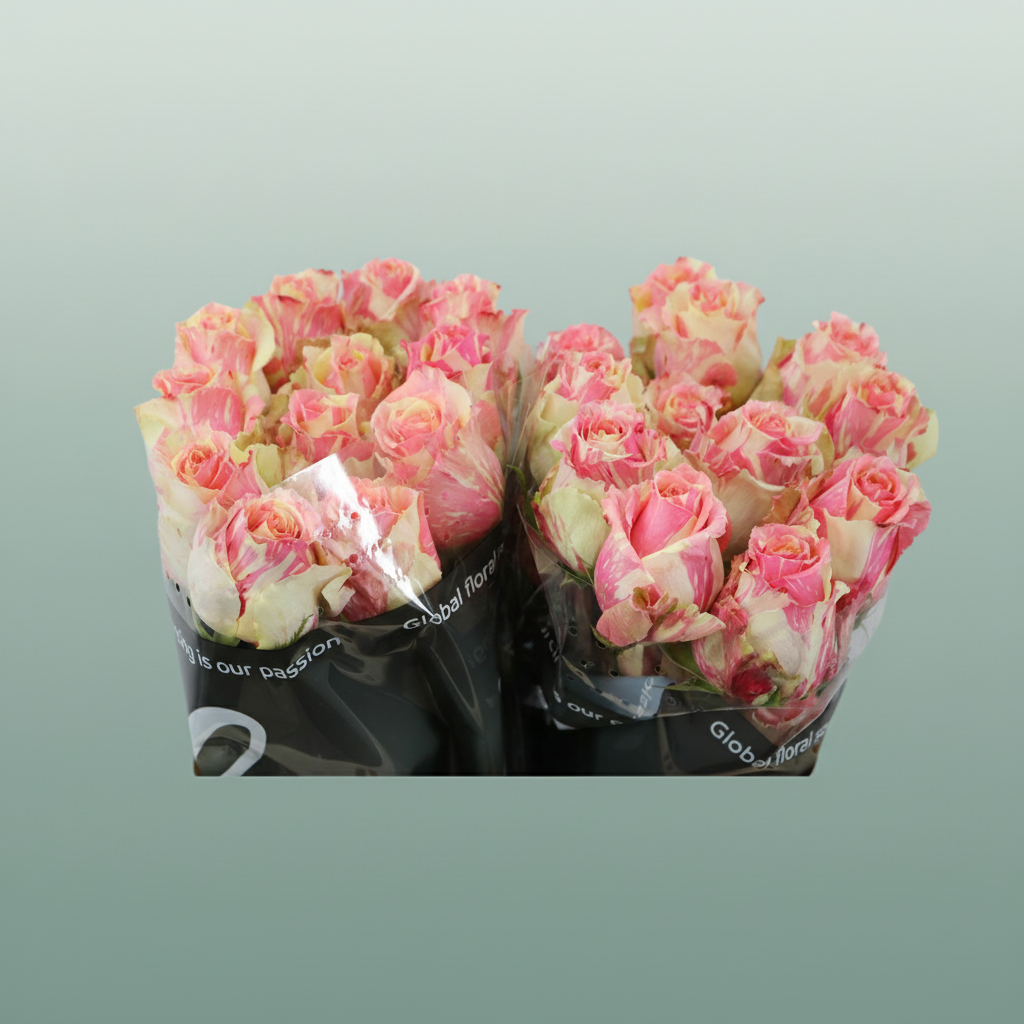Rose Fiesta