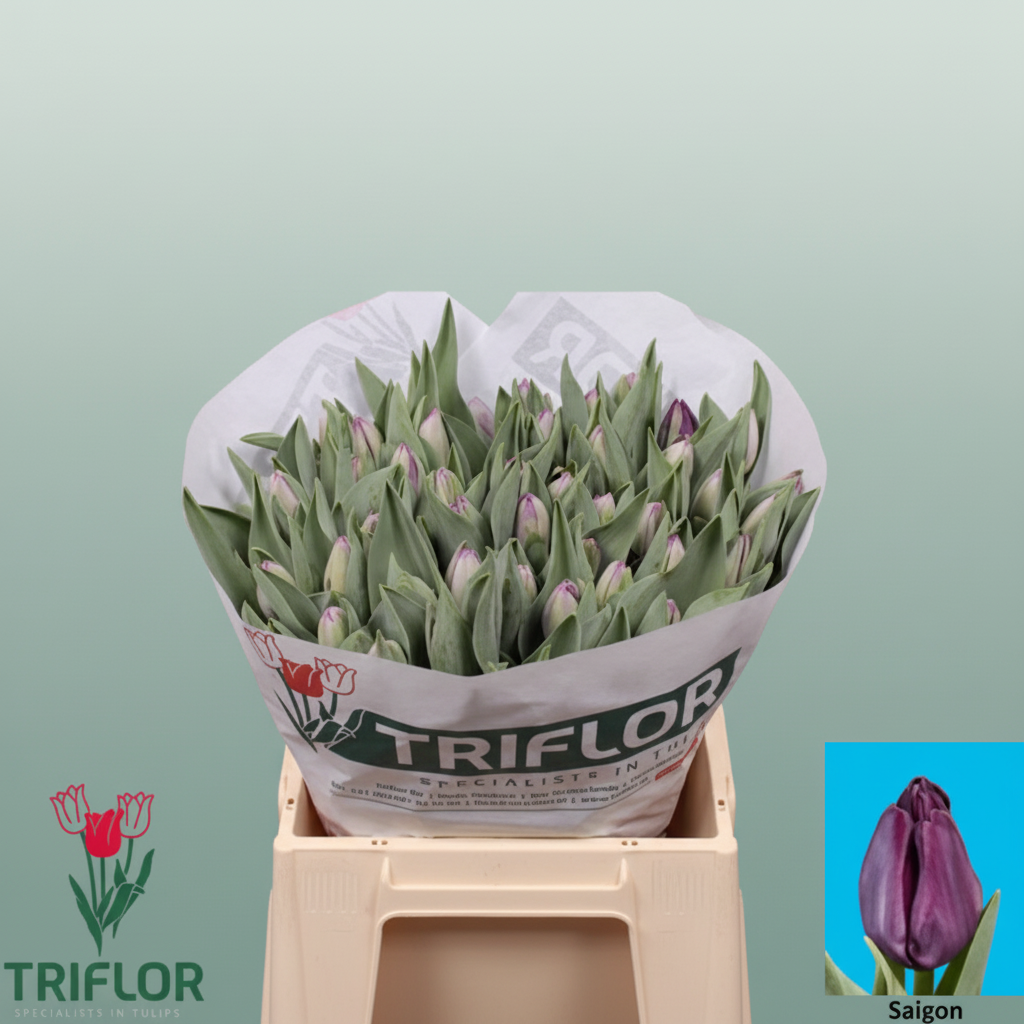 Tulip Saigon