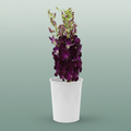 Orchid Dendro Red Bule