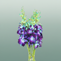 Orchid Dendro Gal Blue Paint