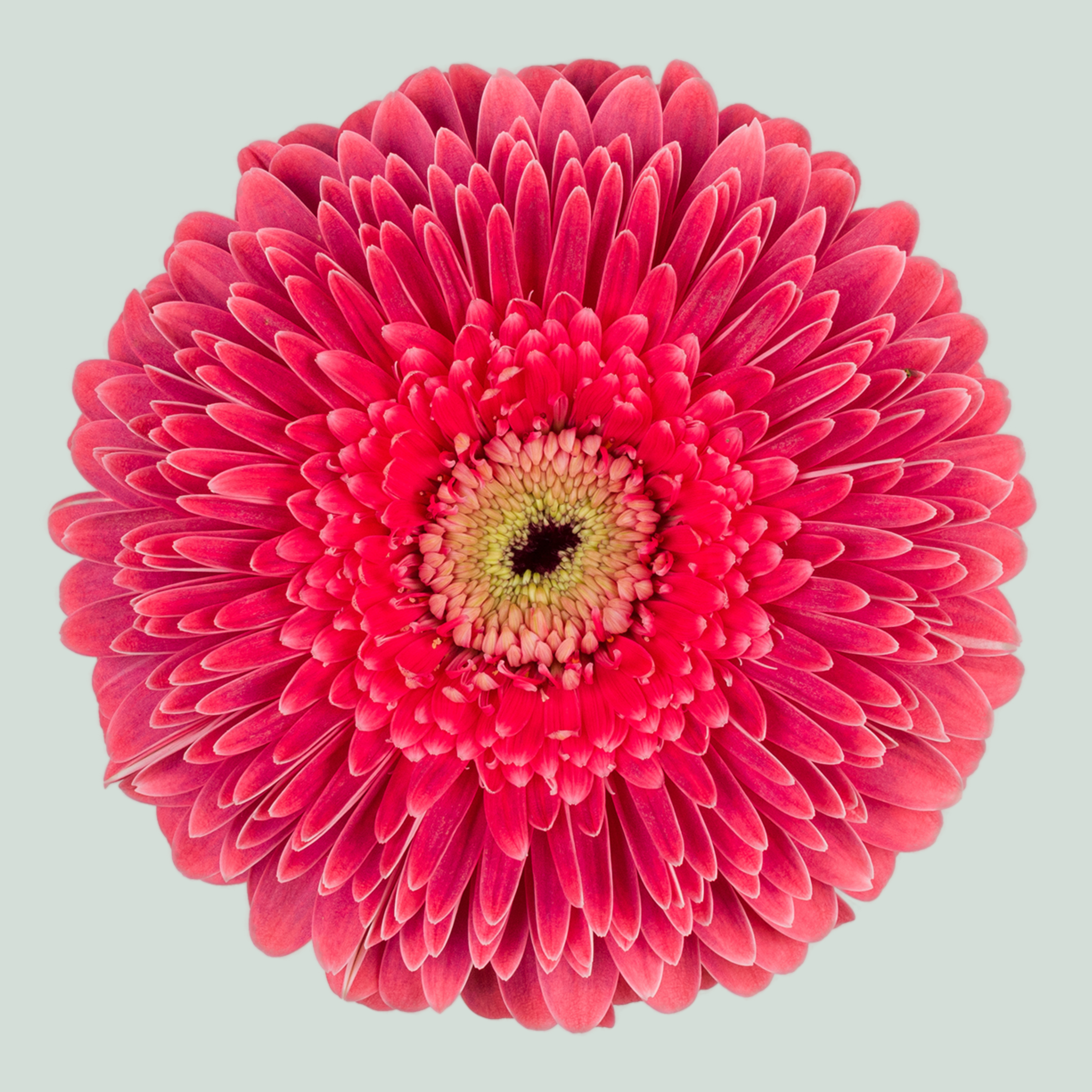 Gerbera Big Sija (15 Stems)