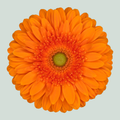 Gerbera Eureka (15 Stems)